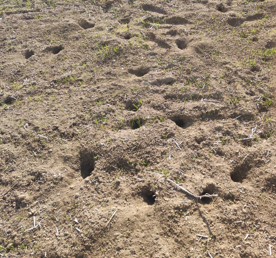 Ziraat Odas? �ift�ileri tarla faresine kar?? uyard?