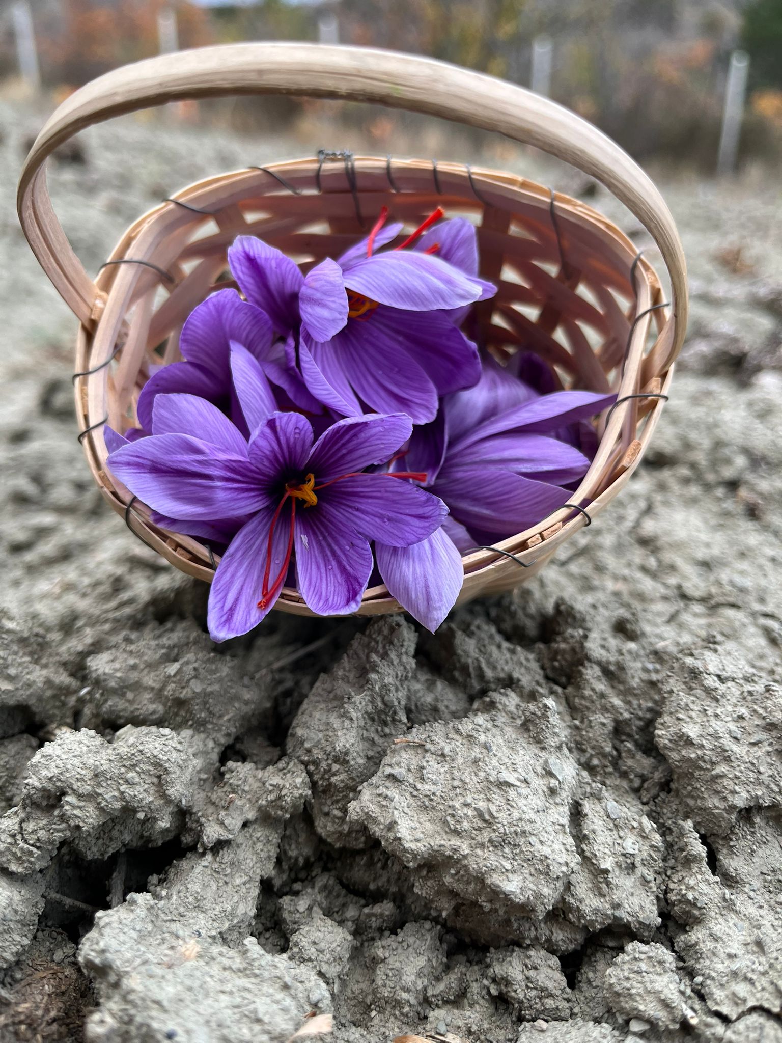 Gramı 500 lira olan Safran bitkisini yetiştirdi 