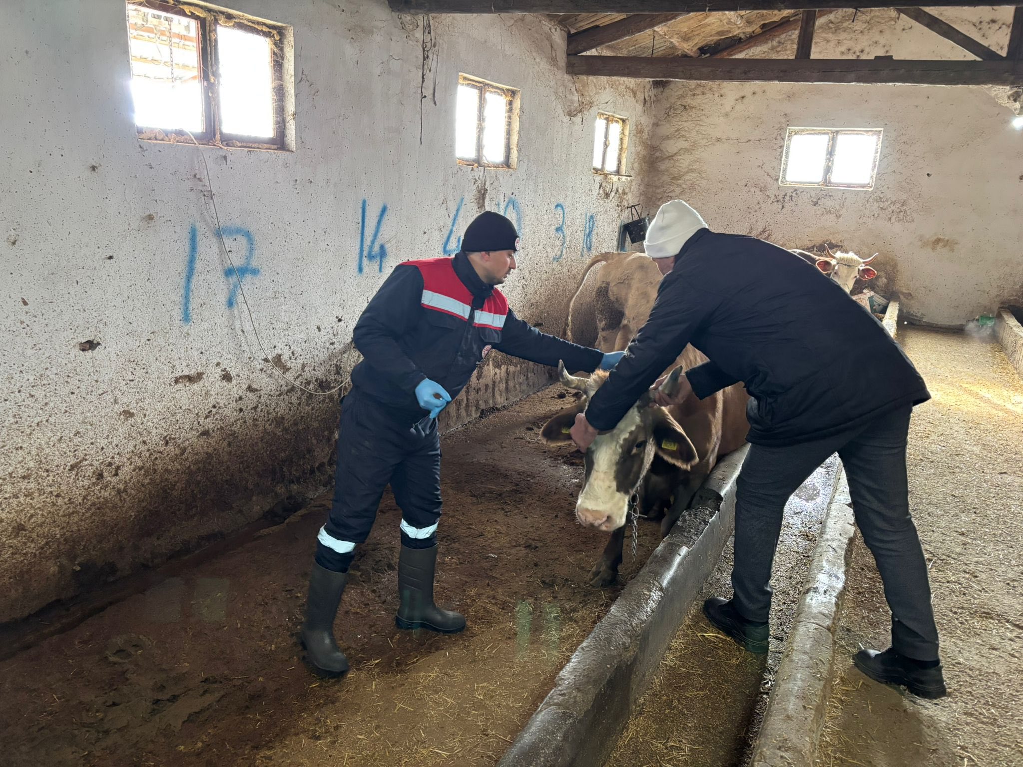 İskilip'te Hayvan Hastalıkları ile Mücadele Kapsamında Aşılama Çalışmaları Devam Ediyor