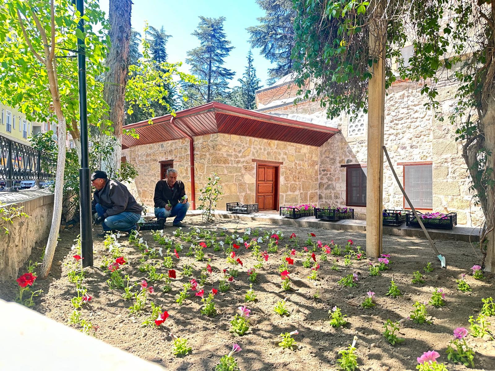 Şeyh Yavsi Cami çevresine 3 bin adet Petunya çiçeği dikildi